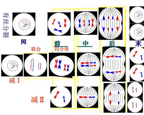 试管移植注射免疫球蛋白真能促进着床吗？